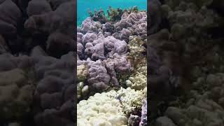 Snorkeling  Raiatea French Polynesia Excursion  Transpacific cruise Ovation of the Seas cruise [upl. by Wesla]