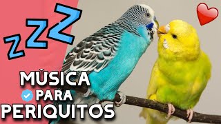 🎵🐦Música para PERIQUITOS RELAJANTE 🎵🐦  Música RELAJANTE para calmar periquitos verdes y aves 2021 [upl. by Cinom]