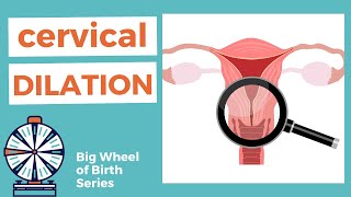 DILATION of cervix  what does cervical dilation mean [upl. by Rillis]