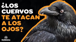 CUERVOS 10 CURIOSIDADES sobre ellos ¿SON PELIGROSOS [upl. by Brana]