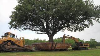 100 Year Old Compton Oak Move Successful in League City [upl. by Esserac]