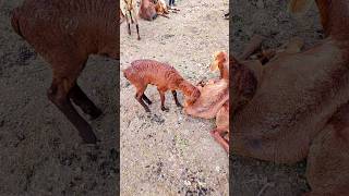 sheepworld animals goatfarming viralvideo goat [upl. by Kacie90]