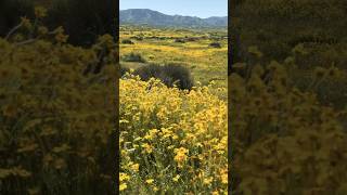 Carrizo Plain National Monument April2024 [upl. by Aym924]