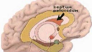 How the Body Works  Units of the Limbic System [upl. by Okia]