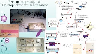 EPP sur gel et électrophorèse capillaire Explorationdysprotéinémies [upl. by Peers]