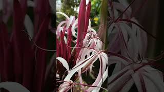 Nerine Lilly flowers  full blooming so pretty flowers  lovely nature Short reel💗🌿🤍 [upl. by Wieche160]