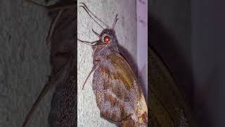 Creepy amp Deadly  Halloween Butterflies and Moths The Giant Redeye Butterfly Gangara thyrsis [upl. by Wonacott]