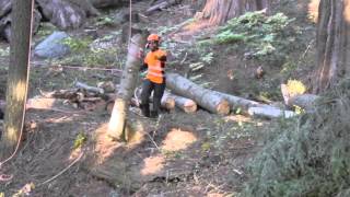 Arborist Training Institute Japan helping to preserve Giant Sequoia Trees [upl. by Serilda320]