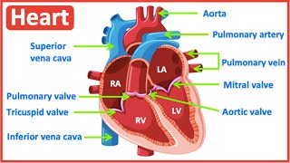 HEART ANATOMY in 3 MINUTES Memorize parts of the heart [upl. by Inuat]