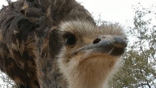 Emu defends me against attacking Ostrich [upl. by Myrtia]