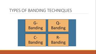 Methods of studying Genetic diseases Cytogenetic method PartIII [upl. by Onek]