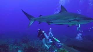 Shark Dive at Marcoss Place near Roatán Honduras on July 7th 2023 [upl. by Arrio304]