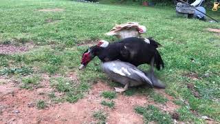 Muscovy Duck Mating  Spring 2020 [upl. by Shannah]