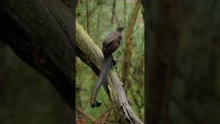 Lyrebird Mimics 20 Bird Calls lyrebirdsounds singingbirds [upl. by Notsuh371]