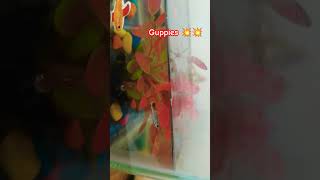 Guppies funny reels aquarium fishtank 😁 subscribe [upl. by Ongun]