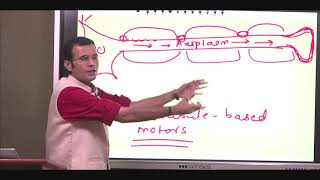 Axonal transport and transmission Whats the onward vs opposite direction for axonal conduction [upl. by Neerak]