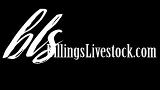 2023 February Billings Livestock Horse Sale [upl. by Lorou]