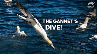 Gannets Diving  Its all about Gannets  Animal Planet [upl. by Anait]