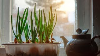 How to Grow Scallions or Green Onions Indoors [upl. by Anos]