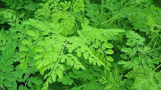 The numerous benefits derived from the Moringa tree [upl. by Philemol304]