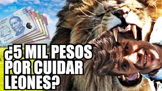 Leones del Zoológico de Chapultepec  Cuánto le pagan a los cuidadores de animales  CUÁNTO GANA [upl. by Allis]