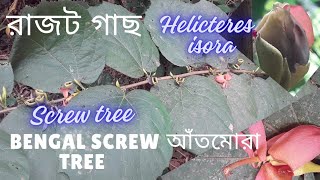 রাজট গাছ আঁতমোরা  Bengal screw treeHelicteres isora [upl. by Hsotnas]