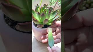 Propagate your Echeveria Agavoides❤️succulent plants houseplants echeveria shorts [upl. by Einnad325]