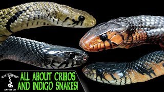 ALL ABOUT CRIBOS AND INDIGO SNAKES [upl. by Telfer]