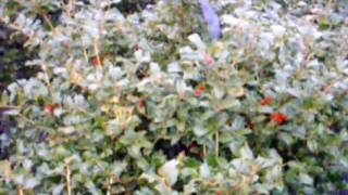 Landscaping With Serviceberry Autumn Brilliance and Viburnum Willowood [upl. by Kania]