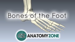 Bones of the Foot  Anatomy Tutorial [upl. by Niajneb]