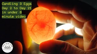 8 minutes video for 3 eggs candled daily for 21 days from formation to hatch [upl. by Norihs]