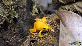 Golden Mantellas Mantella aurantiaca calling and wrestling [upl. by Anavrin190]