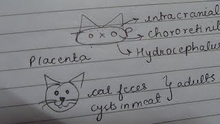 Toxoplasma gondii mnemonic [upl. by Yenohtna415]