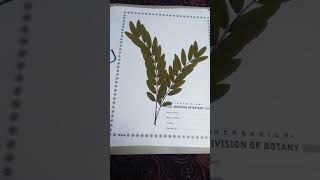 Herbarium file decoration ideas [upl. by Nicolas619]