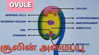 Structure of ovule in tamil  சூலின் அமைப்பு tenuinucellate and crassinucellate [upl. by Samy714]