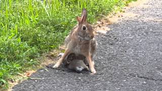 Three Baby Rabbits Suckling In My Driveway [upl. by Neerual]