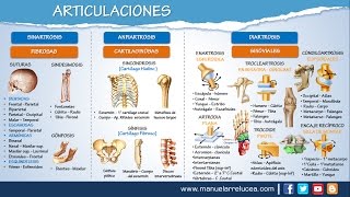 ARTICULACIONES  Morfofisiología [upl. by Atteuqahc747]