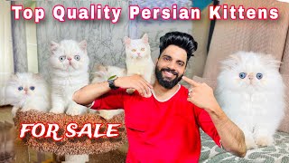 Persian Cats For Sale  Cats For Sale  Triple Coat Persian kittens  Persian cat price in india [upl. by Saleme]