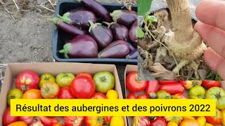 Résultat des plants daubergines greffés et Merci pour les 50 000 Abonnés [upl. by Swiercz]