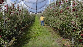 Cea mai frumoasă livadă  Ghinda județul Bistrița Năsăud [upl. by Ennovyahs148]