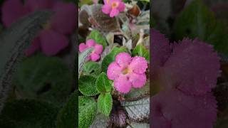 episcia❤️❤️indoorplantnursery garden shortvedio [upl. by Moshell]