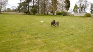 Deerhound VS Greyhound quotArthur et Henegquot [upl. by Adnoek]