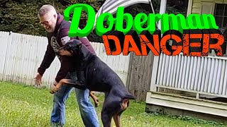 Dangers of Doberman Pinscher Adoption  Clickbait at its finest Kruz the Doberman [upl. by Erwin250]