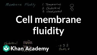 Cell membrane fluidity  Cells  MCAT  Khan Academy [upl. by Lora411]