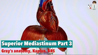 Superior Mediastinum Part 3  منصف علوی بخش سوم Anatomy 62 [upl. by Lansing]