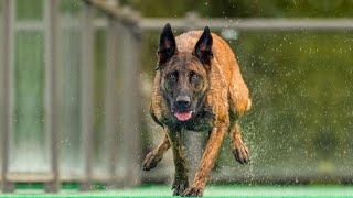 The Power of Belgian Malinois  An Amazing Athlete [upl. by Amikay]