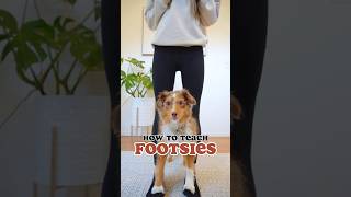 How to teach your dog footsies dog dogtraining doglovers cutedog [upl. by Norrej]