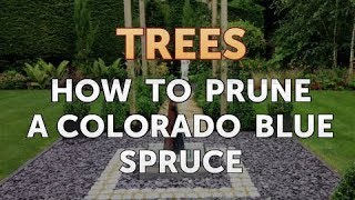 How to Prune a Colorado Blue Spruce [upl. by Nesyt556]