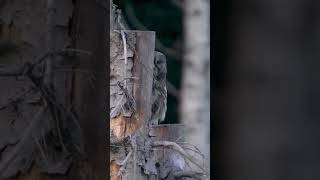 Great gray owl devouring a vole wildlifephotography owlphotography [upl. by Aerdnak418]