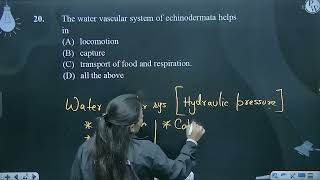 The water vascular system of echinodermata helps in [upl. by Beulah]